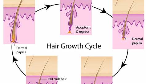hair growth chart time