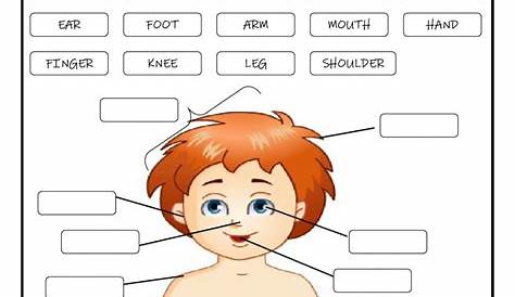 30++ Body Parts Worksheet For Kindergarten – Worksheets Decoomo