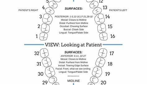 Tooth Surfaces and Numbers | Dental assistant, Dental assistant study