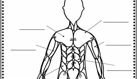Muscular System Complete Unit in both Print and Digital | Éducation