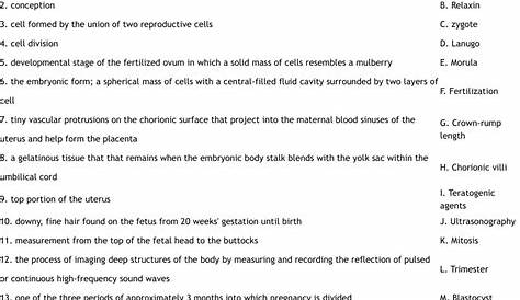 stages of pregnancy worksheets