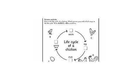 life cycles 2nd grade