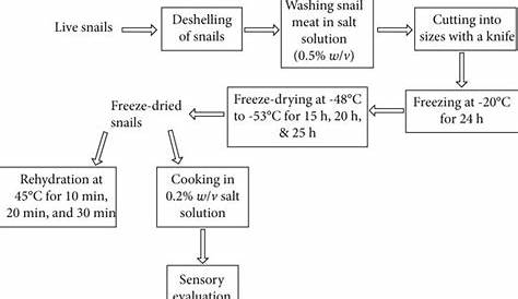 freeze drying process flow chart