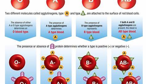 biology blood type chart