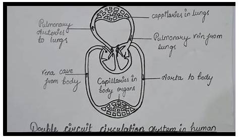 Double Circuit Circulation Diagram || How To Draw Double Circuit