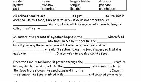the digestive system worksheet answers
