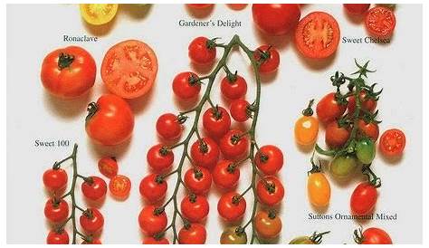 heirloom tomato varieties chart