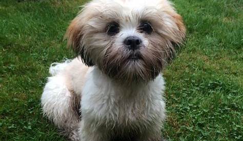 Lhasa Apso, she's been digging AGAIN!! | Pet breeds, Lhasa apso, Puppies
