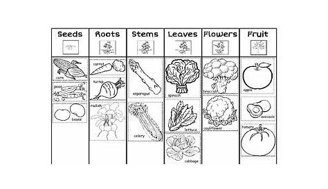 parts of plants we eat worksheets