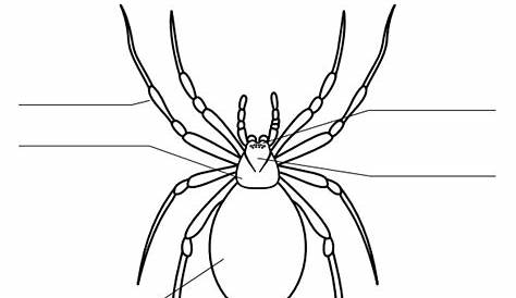 13 Spider Diagram Templates to Download | Sample Templates