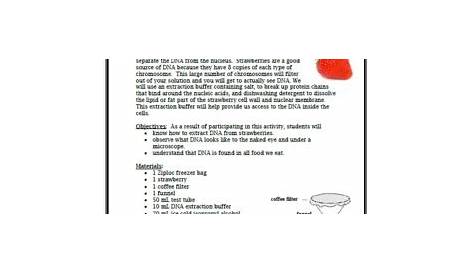 Dna Strawberry Extraction Lab Worksheet / Extracting Dna From A