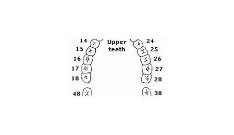 What Do Tooth Numbers Mean? - Teeth FAQ Blog