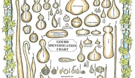 Gourd ID Chart - Michigan Gourd Society