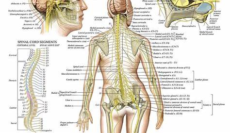 Spinal Nerves Anatomical Chart - Spine and Cranial Nervous System