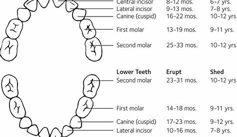 Dog Teeth Eruption Chart
