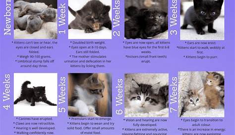 Kitten Growth Chart - Newborn to 8 Weeks | Cat-World