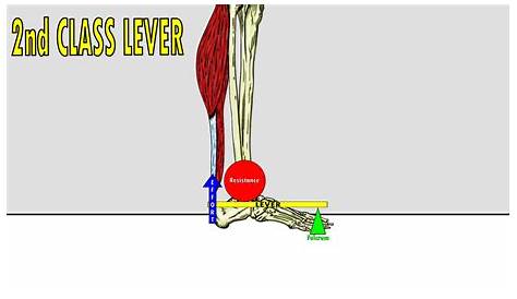 The 3 Classes of Levers – KinesiologyKris.com
