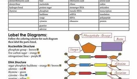 gene expression transcription worksheet