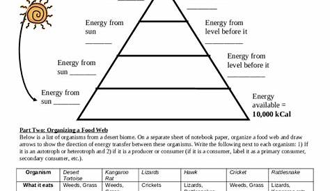 www.coursehero.comfile71605557Energy through an Ecosystem Worksheet