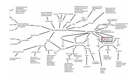 endocrine system flow chart