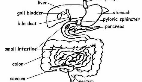 The Anatomy and Physiology of Animals/Digestive System Worksheet