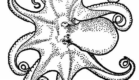 Get This Octopus Coloring Pages Free Printable fyo116
