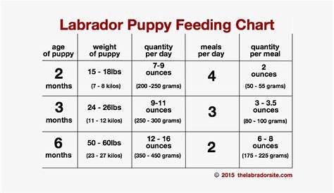growth chart for labrador puppies