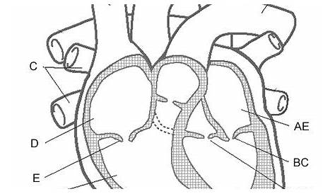 Heart Anatomy Labeling Quiz | Heart diagram, Human heart diagram