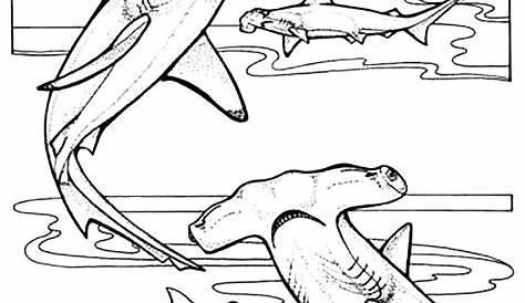 sharks coloring pages printable