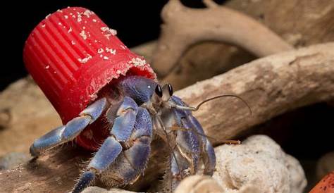 Incredible Photos of the Hermit Crabs Who Live In Trash in 2020