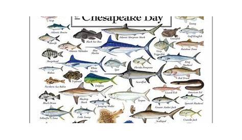 Tampa Bay Fish Identification Chart