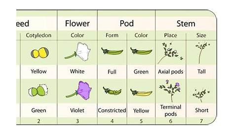 3.1: Mendel's Pea Plants - Biology LibreTexts