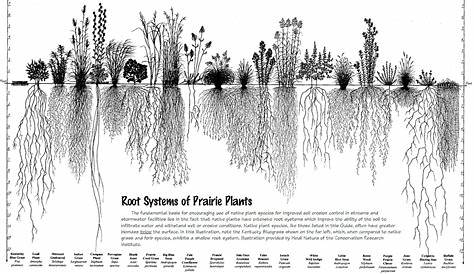 vegetable plant root depth chart