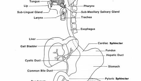 human digestive system worksheets