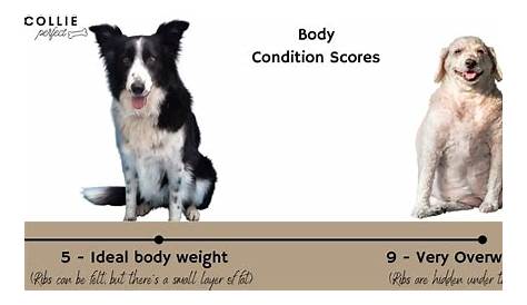 Border Collie Weight Chart (How much should your Collie weigh