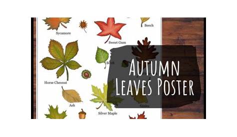 fall leaf identification chart
