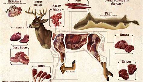 feeding chart for deer