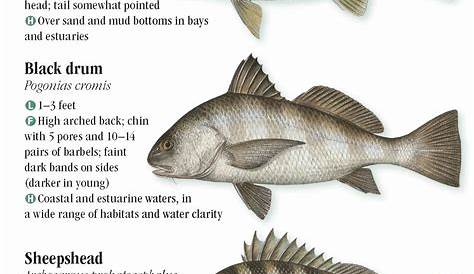 Saltwater Fishes of the North and Mid-Atlantic States – Quick Reference
