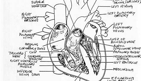 human heart worksheet 5th grade