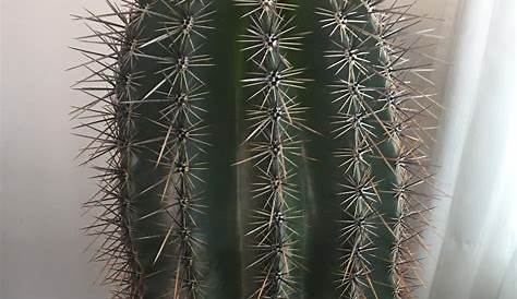 How To Determine Age Of Saguaro Cactus : The flowers bloom in may until