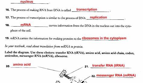 Dna Replication Transcription And Translation Worksheets Answers