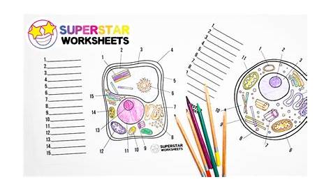 plant cell label worksheets