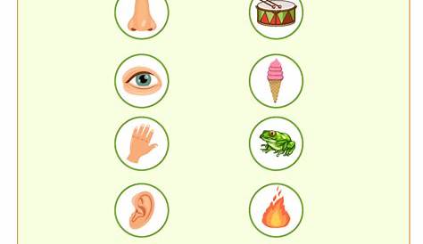 senses worksheets for kindergarten