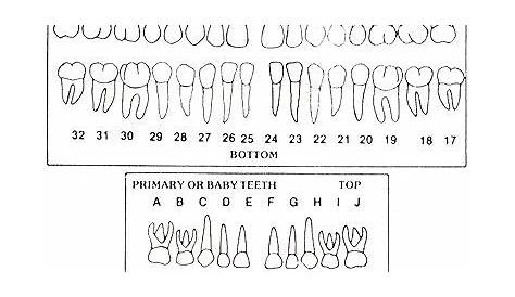 8 best images of tooth chart printable full sheet dental chart teeth