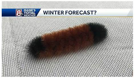 wooly caterpillar winter chart