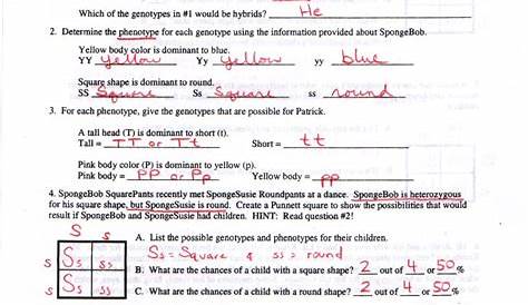 monohybrid cross worksheet with answers
