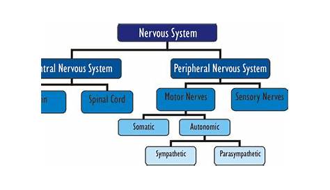 The Human Nervous System ‹ Perpetual Student – Knowledge Enhance vision