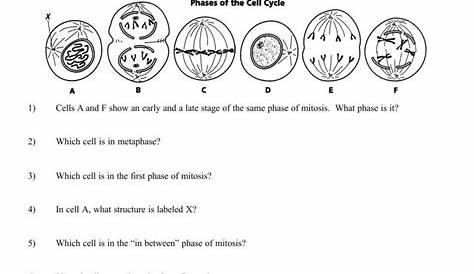 mitosis and meiosis worksheet key