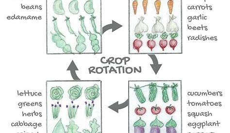 3 year vegetable crop rotation chart