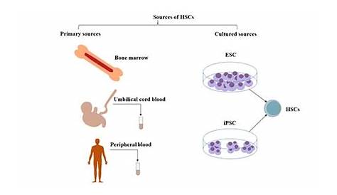 Hematopoietic Stem Cell Surface Marker - Cusabio